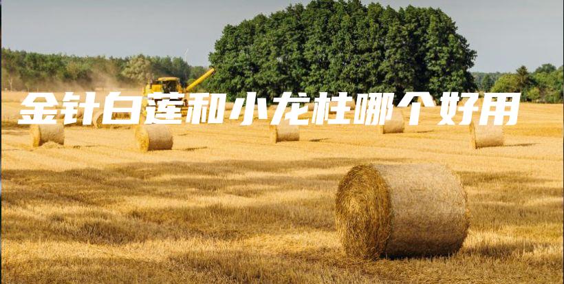 金针白莲和小龙柱哪个好用插图