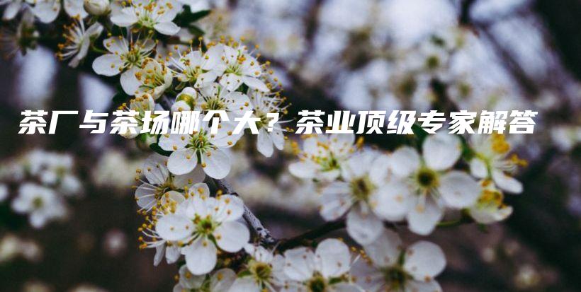 茶厂与茶场哪个大？茶业顶级专家解答插图