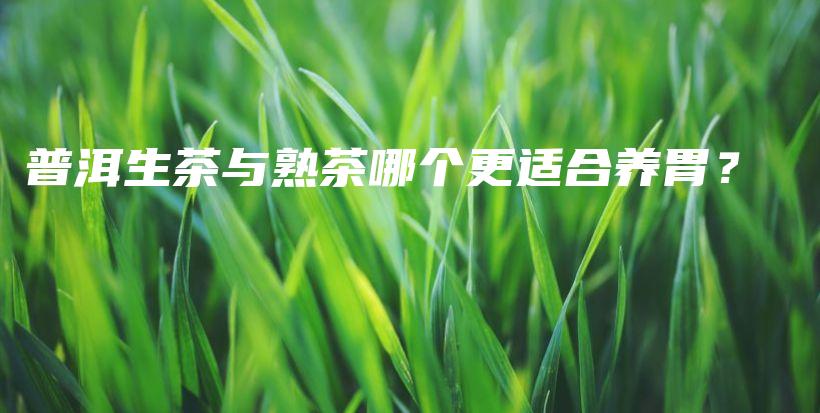 普洱生茶与熟茶哪个更适合养胃？插图