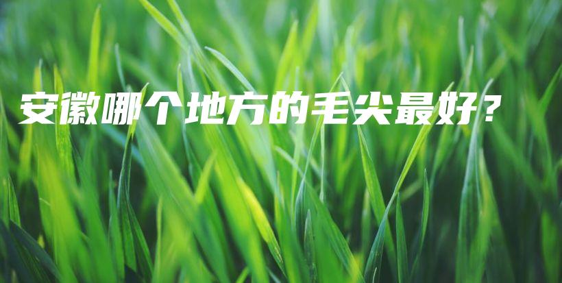 安徽哪个地方的毛尖最好?插图 安徽哪个地方的毛尖最好?插图