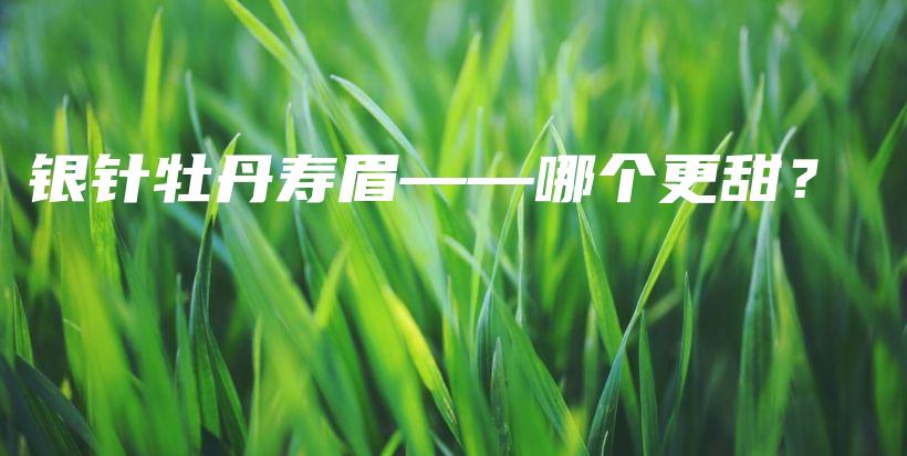 银针牡丹寿眉——哪个更甜？插图