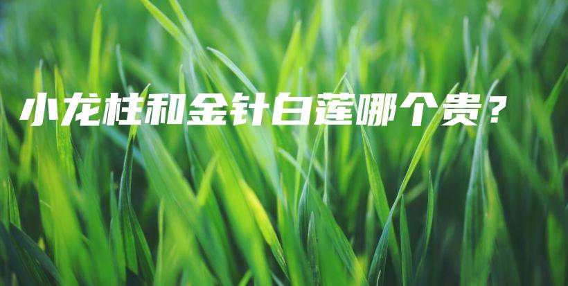 小龙柱和金针白莲哪个贵？插图
