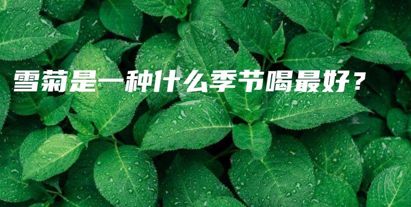雪菊是一种什么季节喝最好？插图