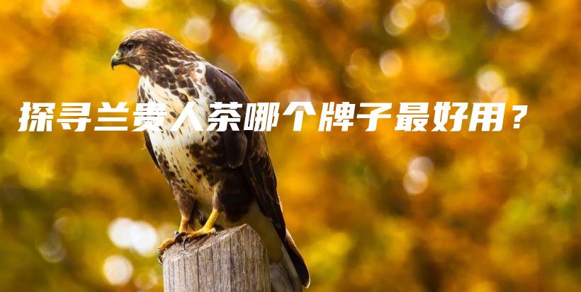 探寻兰贵人茶哪个牌子最好用？插图