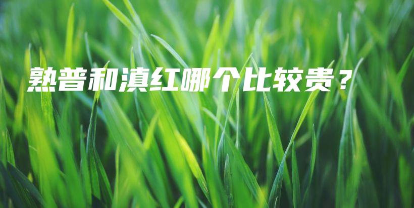 熟普和滇红哪个比较贵?插图 熟普和滇红哪个比较贵?插图