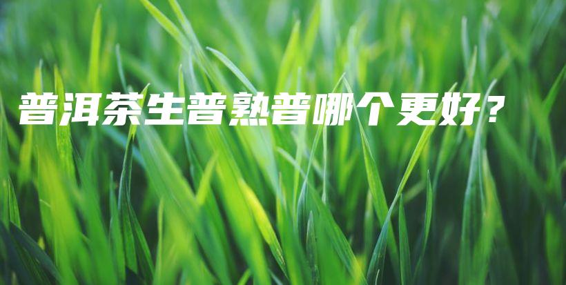 普洱茶生普熟普哪个更好？插图