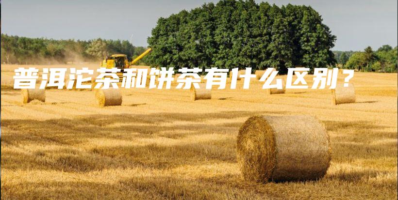 普洱沱茶和饼茶有什么区别？插图
