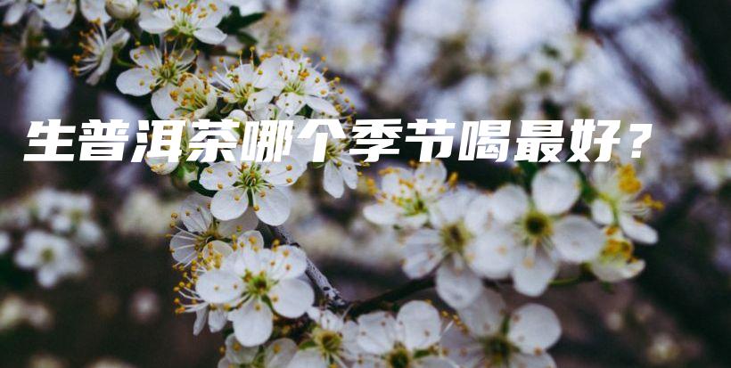 生普洱茶哪个季节喝最好？插图