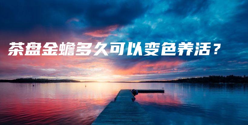 茶盘金蟾多久可以变色养活?插图 茶盘金蟾多久可以变色养活?插图