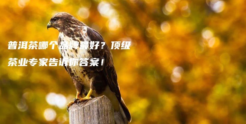 普洱茶哪个品牌最好？顶级茶业专家告诉你答案！插图