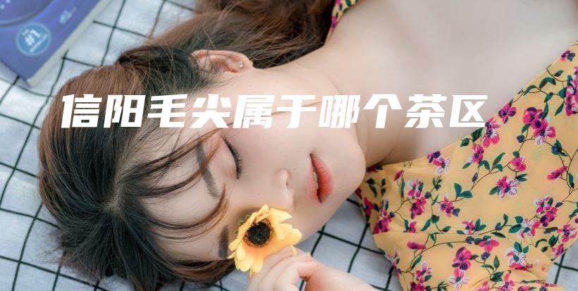 信阳毛尖属于哪个茶区插图