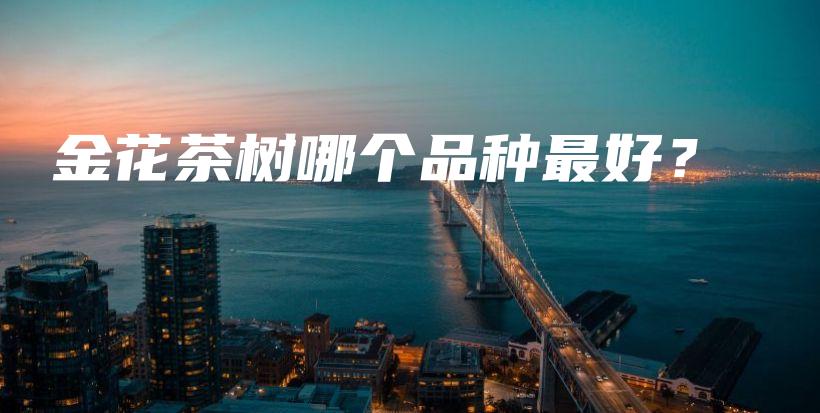 金花茶树哪个品种最好?插图 金花茶树哪个品种最好?插图