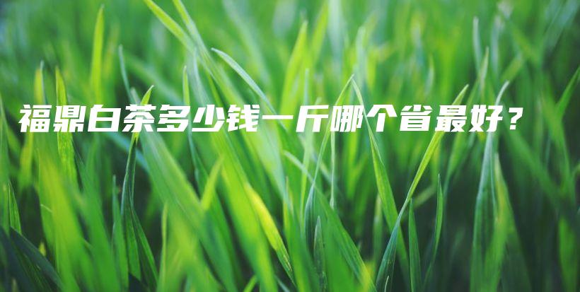 福鼎白茶多少钱一斤哪个省最好？插图