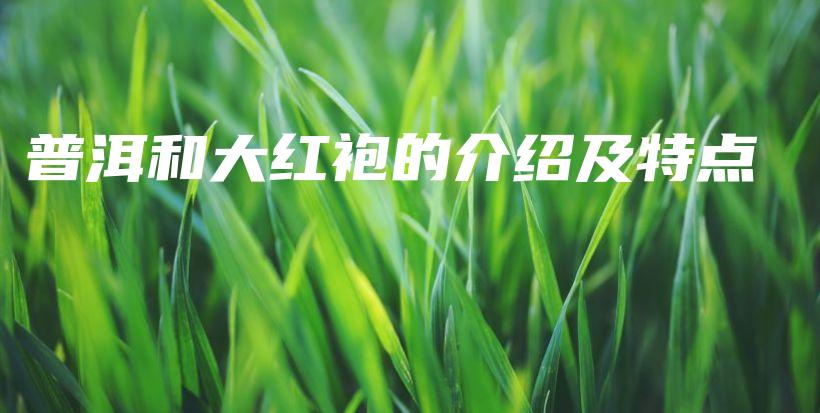 普洱和大红袍的介绍及特点插图