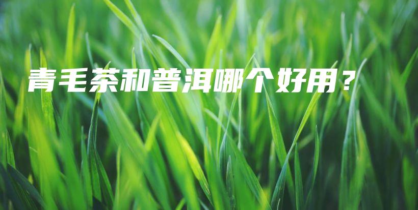 青毛茶和普洱哪个好用？插图