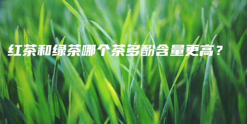 红茶和绿茶哪个茶多酚含量更高？插图