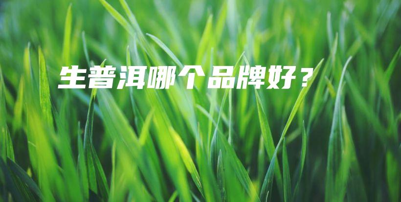 生普洱哪个品牌好？插图