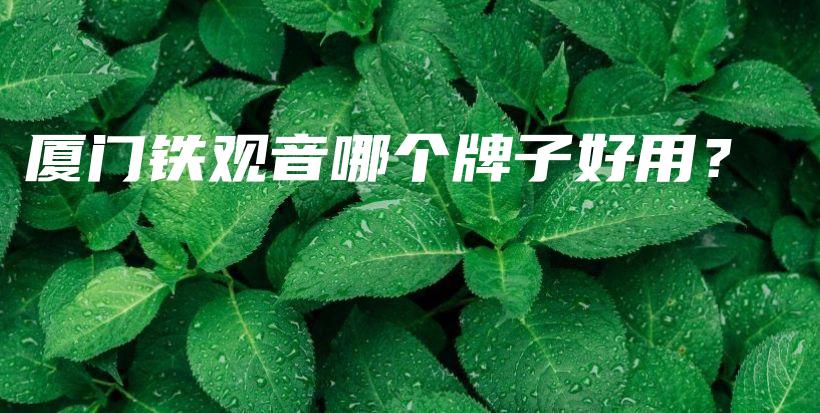 厦门铁观音哪个牌子好用？插图