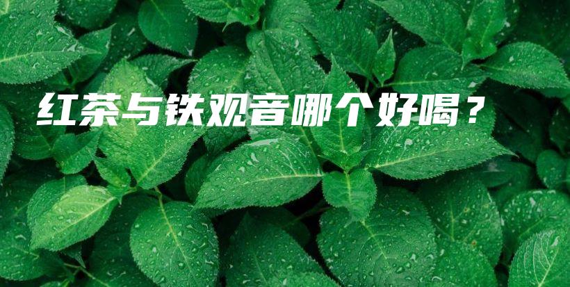 红茶与铁观音哪个好喝?插图 红茶与铁观音哪个好喝?插图