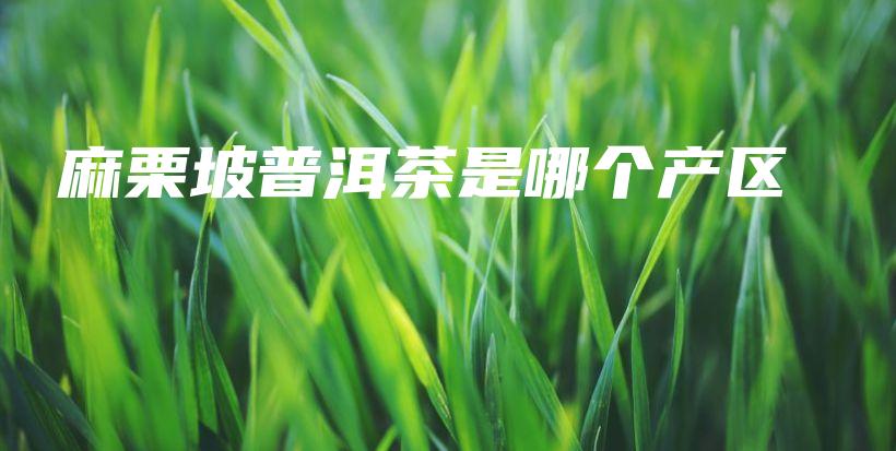 麻栗坡普洱茶是哪个产区插图