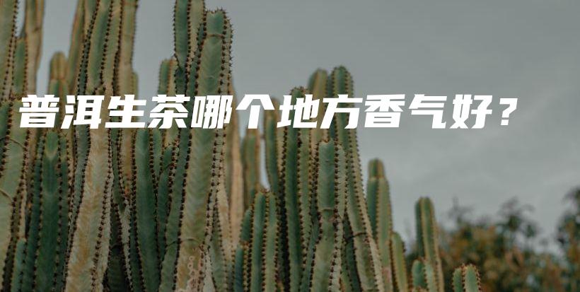 普洱生茶哪个地方香气好？插图