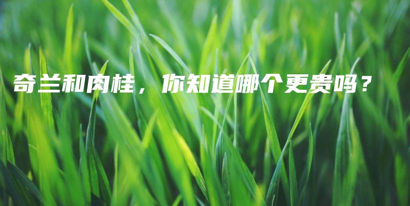 奇兰和肉桂，你知道哪个更贵吗？插图