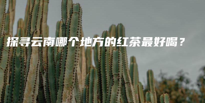 探寻云南哪个地方的红茶最好喝？插图