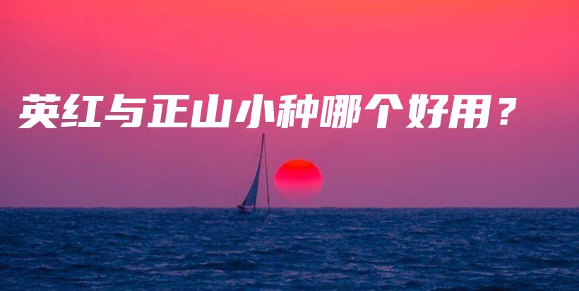 英红与正山小种哪个好用？插图