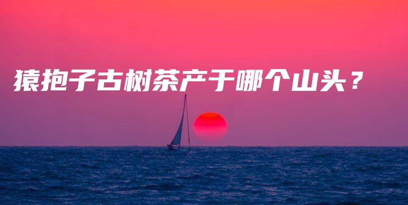 猿抱子古树茶产于哪个山头？插图