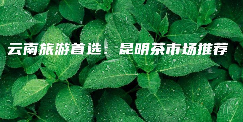 云南旅游首选：昆明茶市场推荐插图