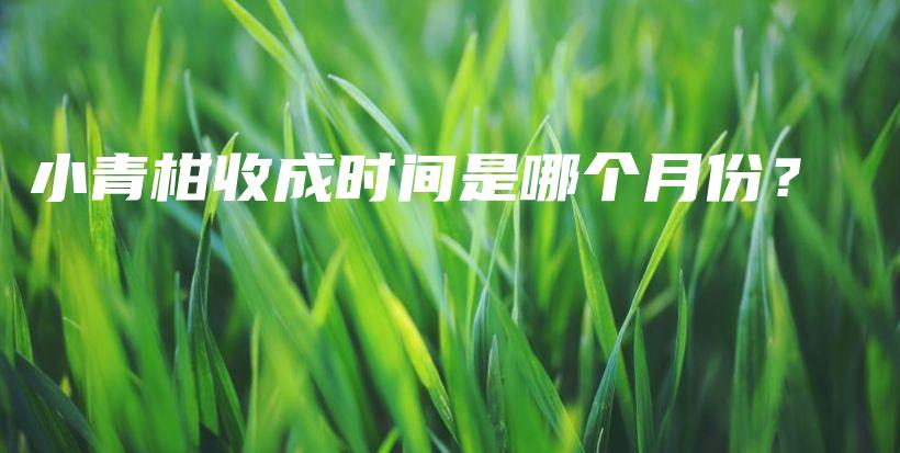 小青柑收成时间是哪个月份？插图