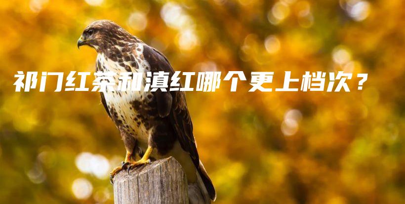 祁门红茶和滇红哪个更上档次?插图 祁门红茶和滇红哪个更上档次?插图