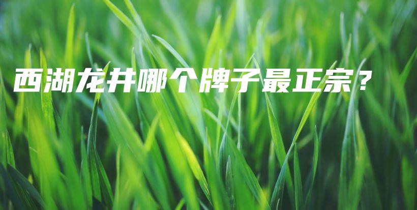 西湖龙井哪个牌子最正宗？插图