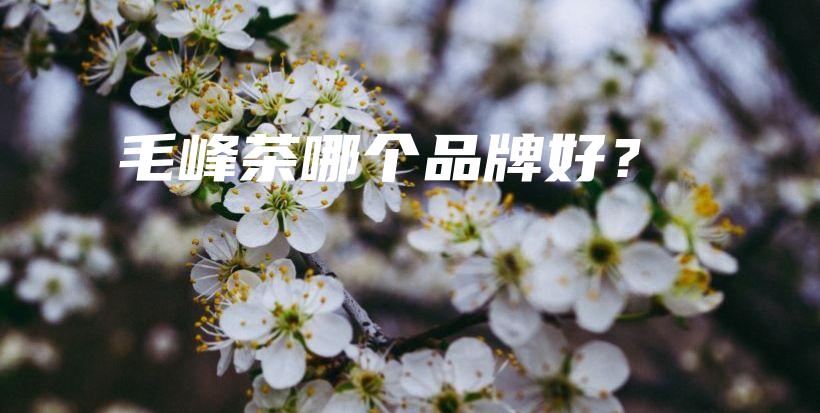 毛峰茶哪个品牌好？插图