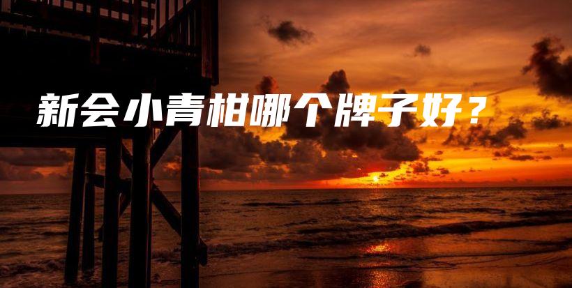 新会小青柑哪个牌子好？插图