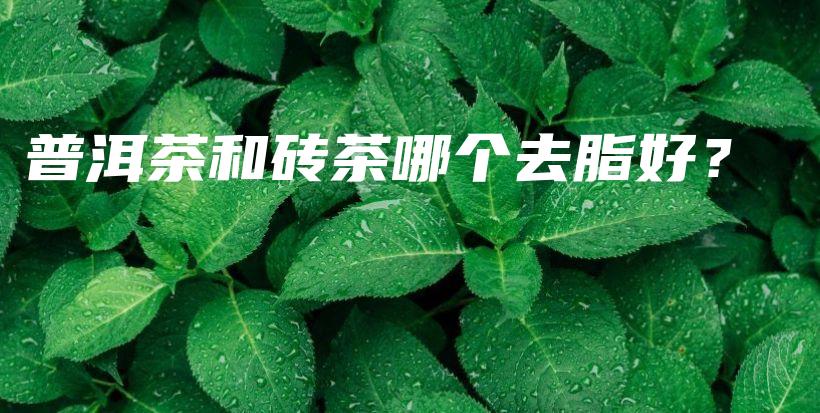 普洱茶和砖茶哪个去脂好？插图