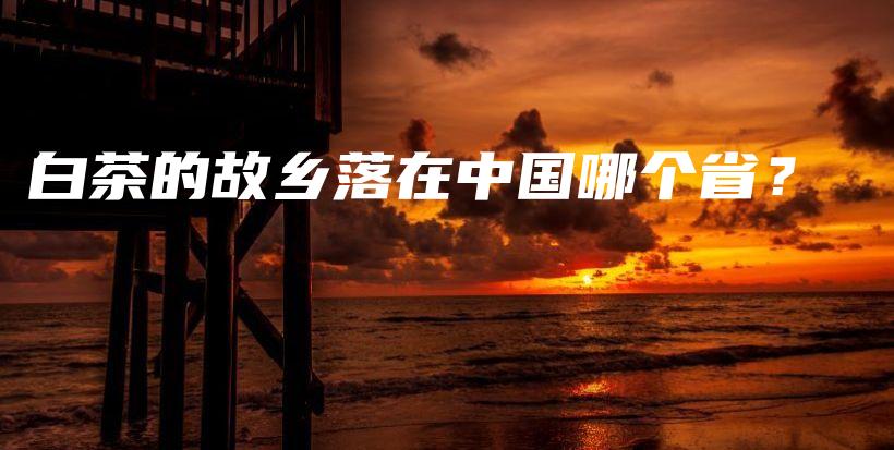白茶的故乡落在中国哪个省？插图