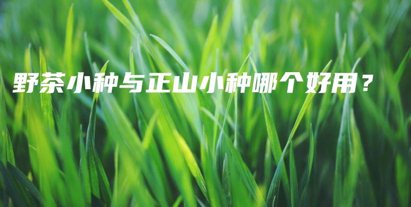 野茶小种与正山小种哪个好用？插图