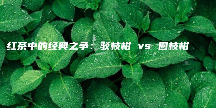 红茶中的经典之争：驳枝柑 vs 圈枝柑插图
