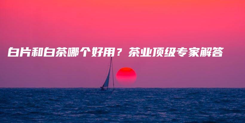 白片和白茶哪个好用？茶业顶级专家解答插图