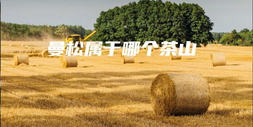 曼松属于哪个茶山插图