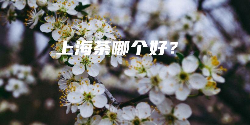 上海茶哪个好？插图