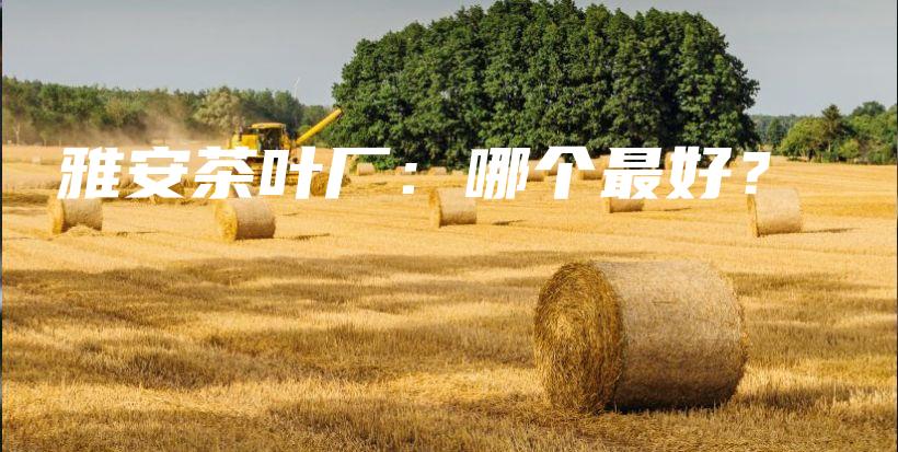雅安茶叶厂：哪个最好？插图