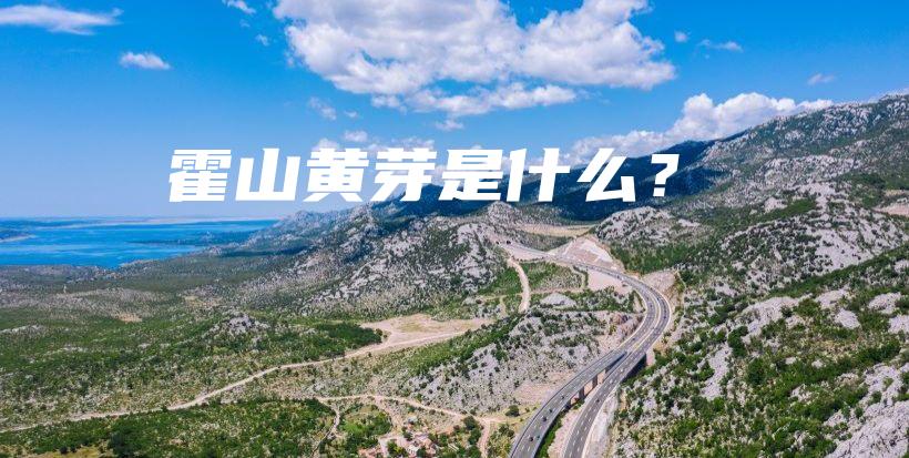 霍山黄芽是什么？插图