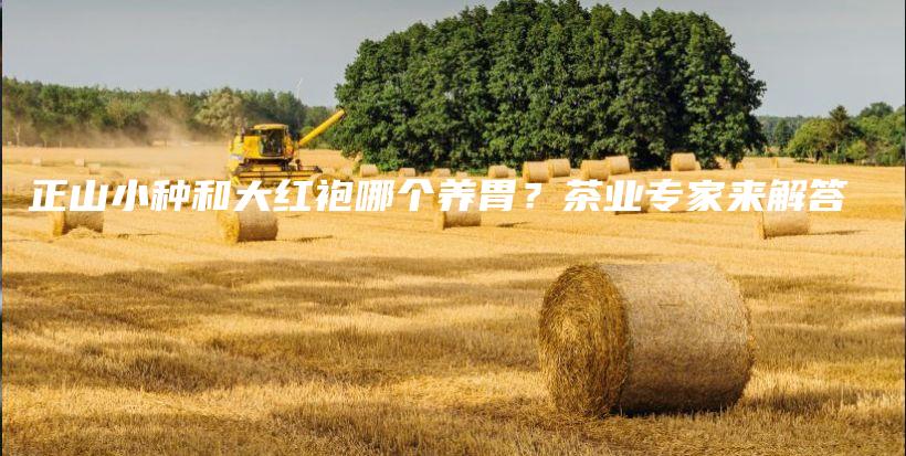 正山小种和大红袍哪个养胃？茶业专家来解答插图