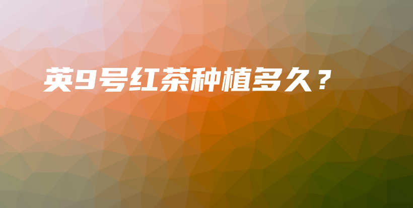 英9号红茶种植多久？插图