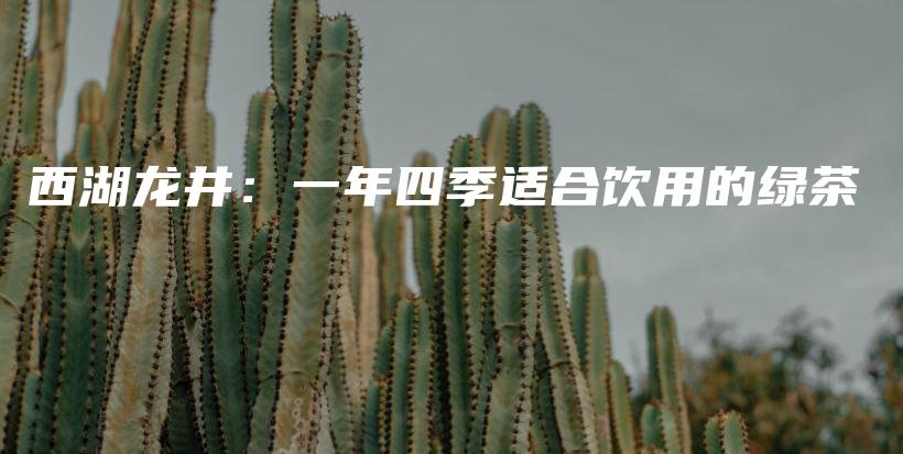 西湖龙井：一年四季适合饮用的绿茶插图