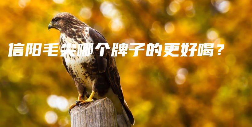 信阳毛尖哪个牌子的更好喝？插图