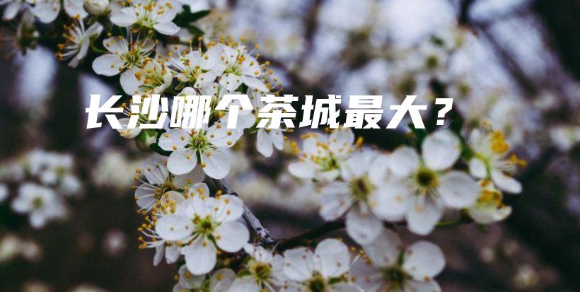 长沙哪个茶城最大？插图
