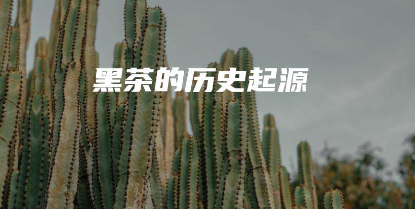 黑茶的历史起源插图